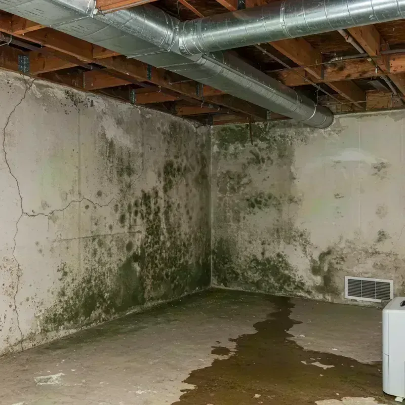 Professional Mold Removal in Georgetown, CO